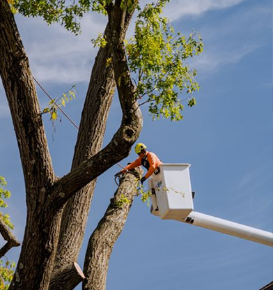 Tree cutter trimming branch