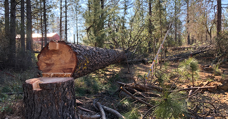 Man using chainsaw on stump