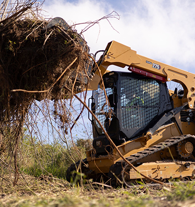 Tree removal in progress