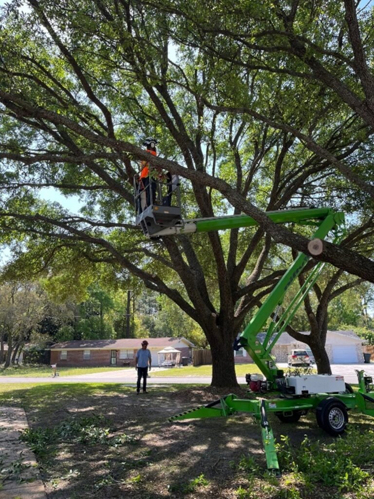 Professional Tree Trimming Dothan