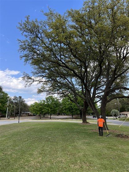 Tree Care | Tree Pruning