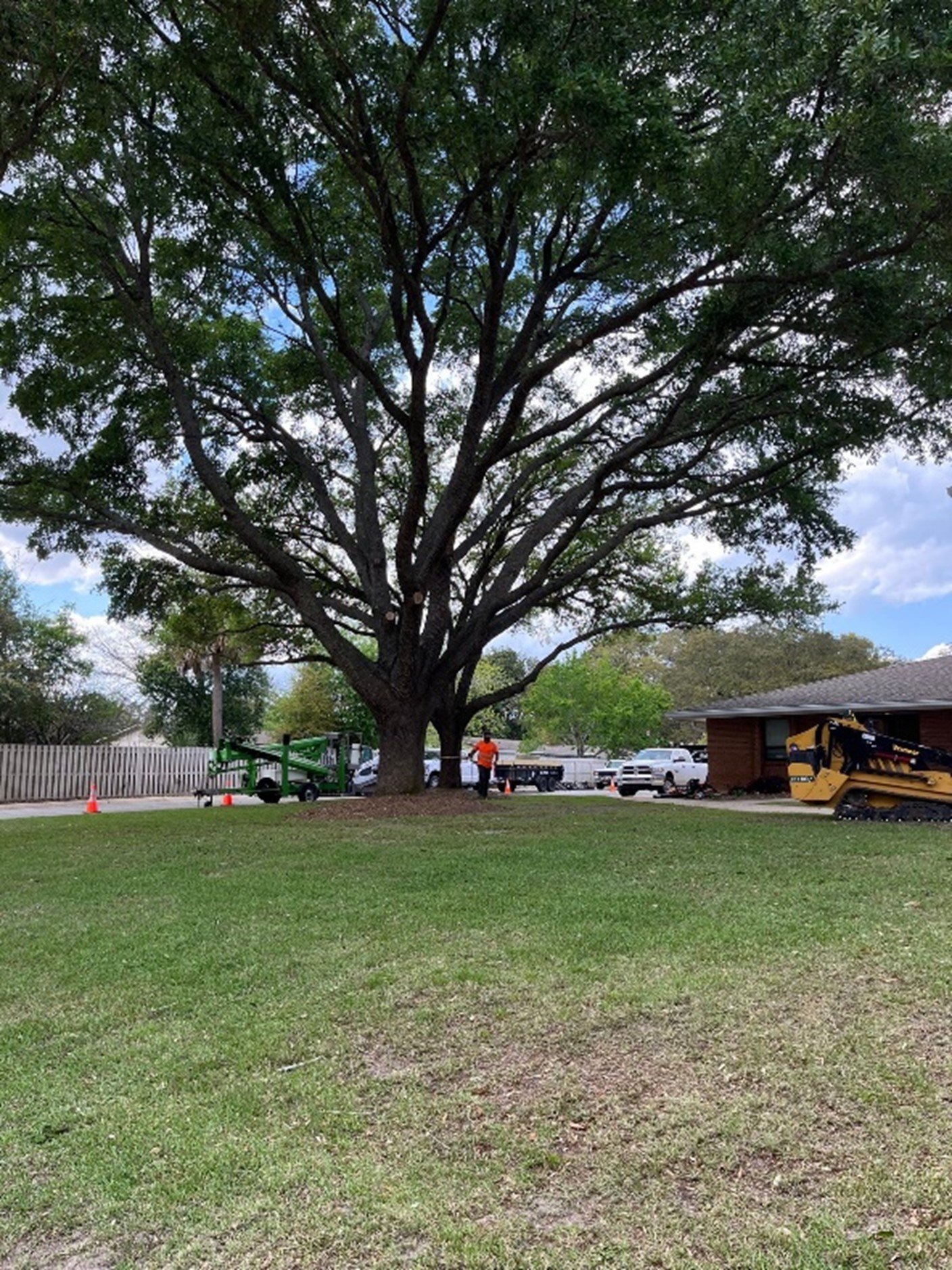 Tree Stump Removal