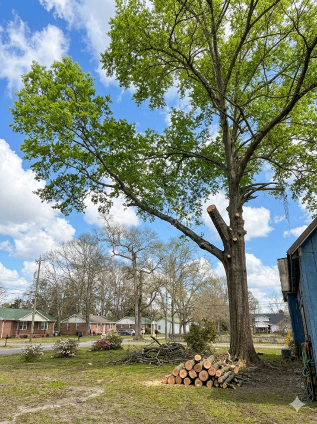 Tree Cutting Company Near Dothan AL | Reliable Tree Cutting in Dothan