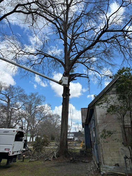 Tree Care Contractor Dothan AL | Trees Need Real Care