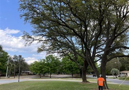 Home Tree Services