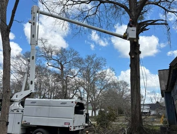 Commercial Tree Services | Southern Tree Works