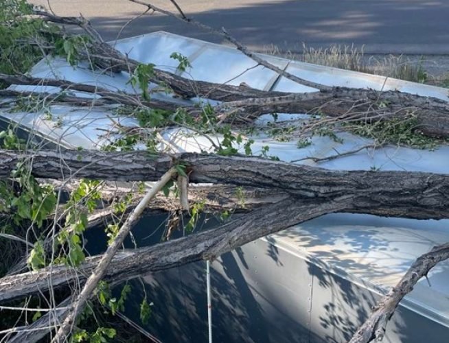 Tree Removal Services | A Damaged or Dying Tree Is a Real Liability