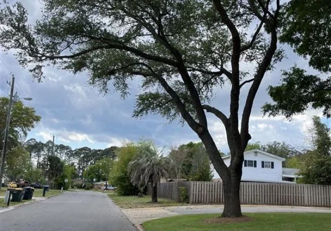Landscaping And Tree Service Dothan